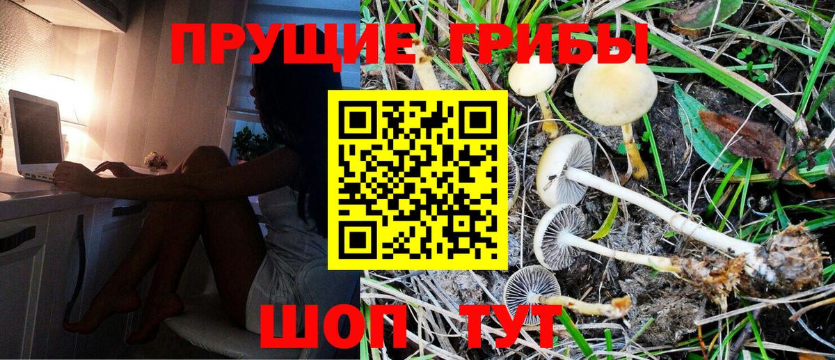 Псилоцибиновые грибы Psilocybine cubensis Егорьевск